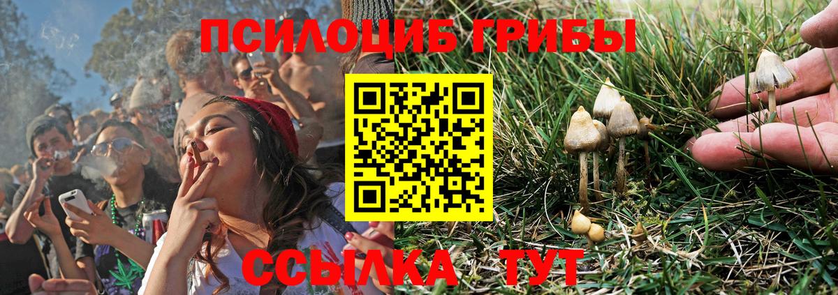 Псилоцибиновые грибы Cubensis Невинномысск